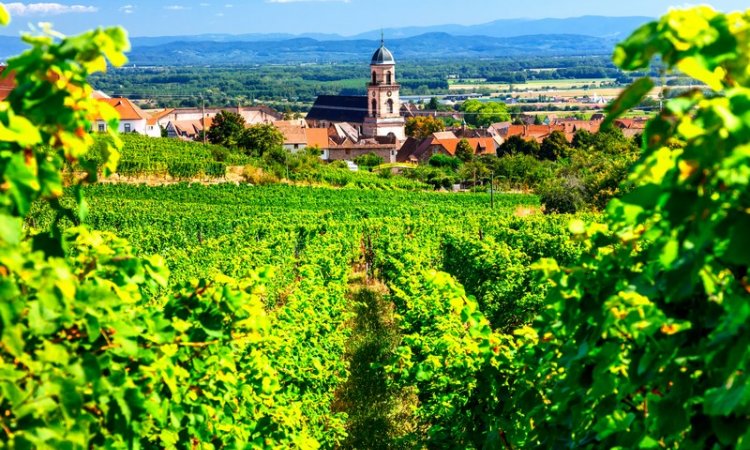 Le Petit Paris Tourisme vinicole et viticole Flagey-Echézeaux 